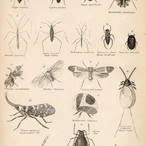 INSECTS Hemiptera / True Bugs Antique 1880 Stock Image - Animals - Century Library