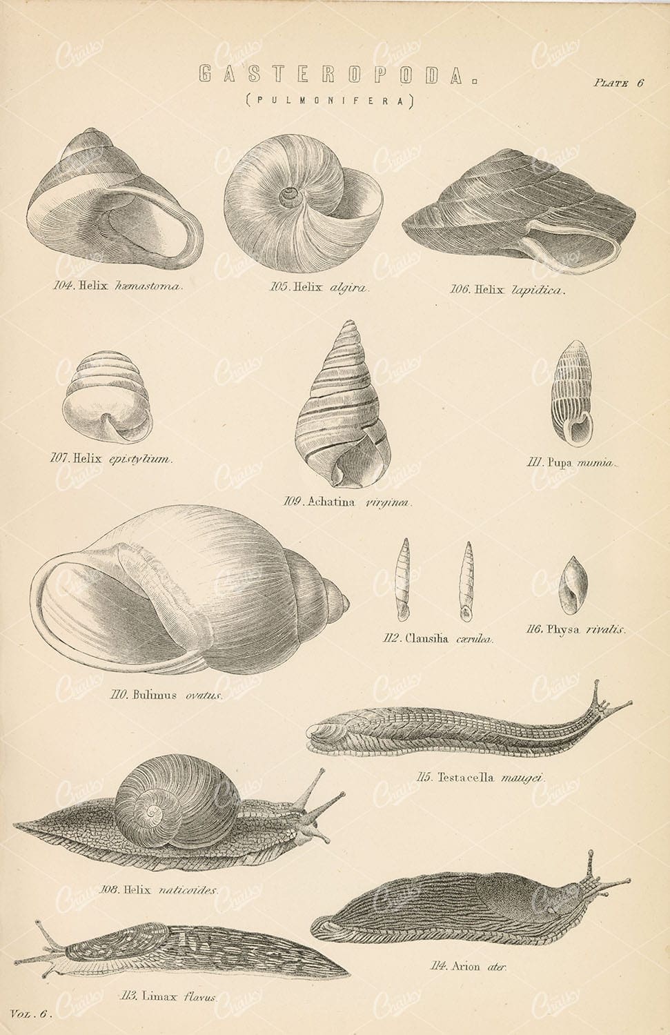 GASTROPODS Snails and Slugs (Pulmonifera) Antique 1880 Lithograph - Animals - Century Library