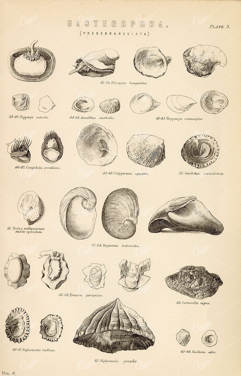GASTEROPODA Mollusca/Pulmonifera Antique 1880 Lithograph - Animals - Century Library