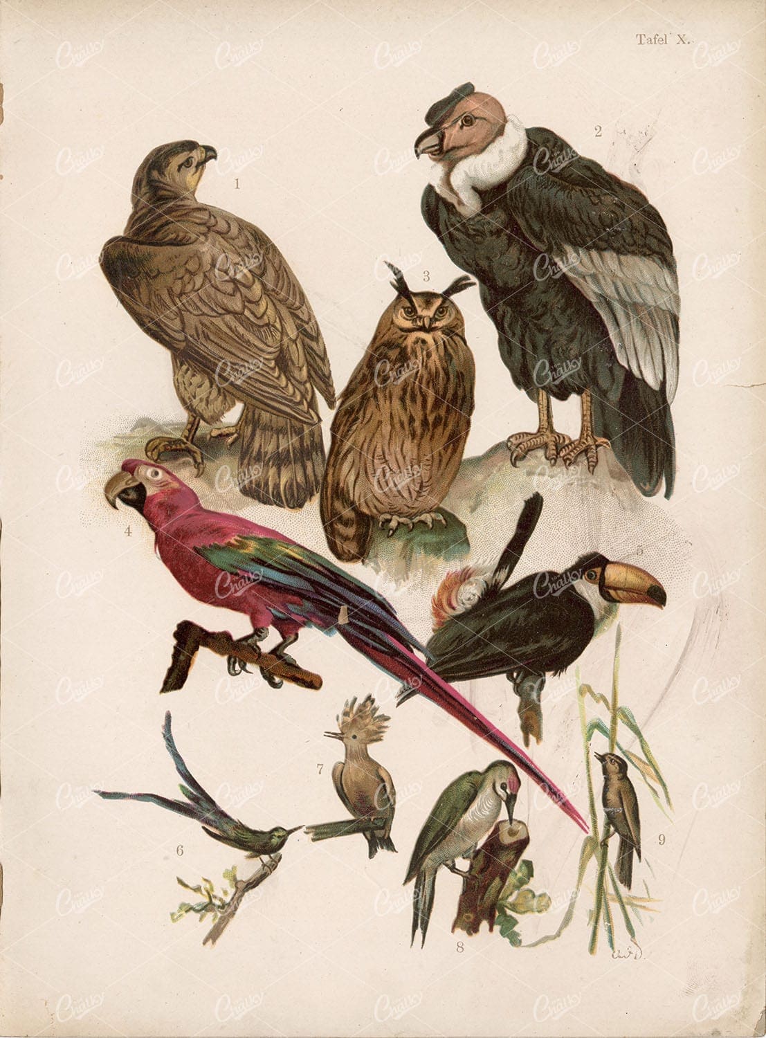 Birds Vintage Art - Falcon, Owl, Parrot, Tucan. Late 1800s