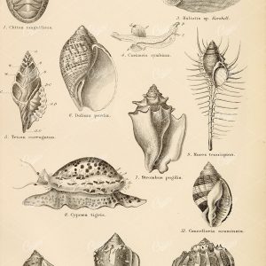 GASTEROPODA Various Sea Shells. Antique 1880 Lithograph Artwork - Animals - Century Library