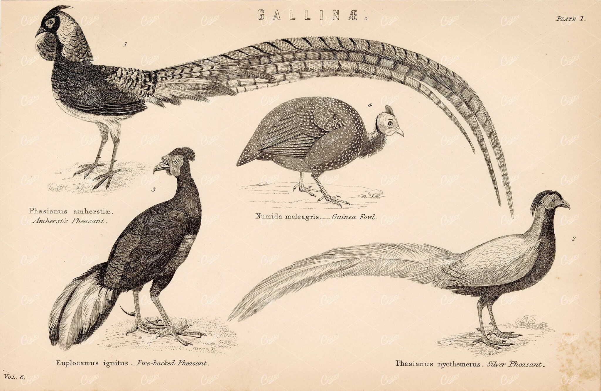 PHEASANT Gallinae, Guinea Fowl. Vintage 1880 Stock Image - Animals - Century Library