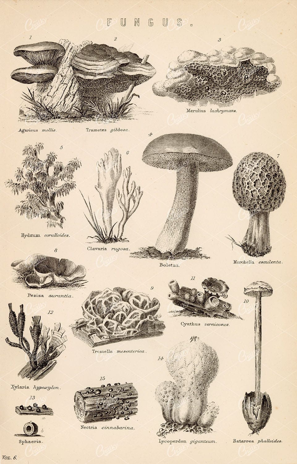 FUNGUS Mushrooms, Agaricus, Trametes, Boletus, Antique 1800 Stock Image - Botanical - Century Library