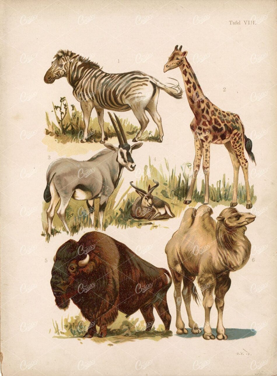 Mammal Plate - Zebra, Giraffe, Bison, Oryx, Gazelle And Camel