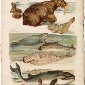 Marine Mammal Vintage Stock Art - Whale, Seal, Walrus, Late 1800s