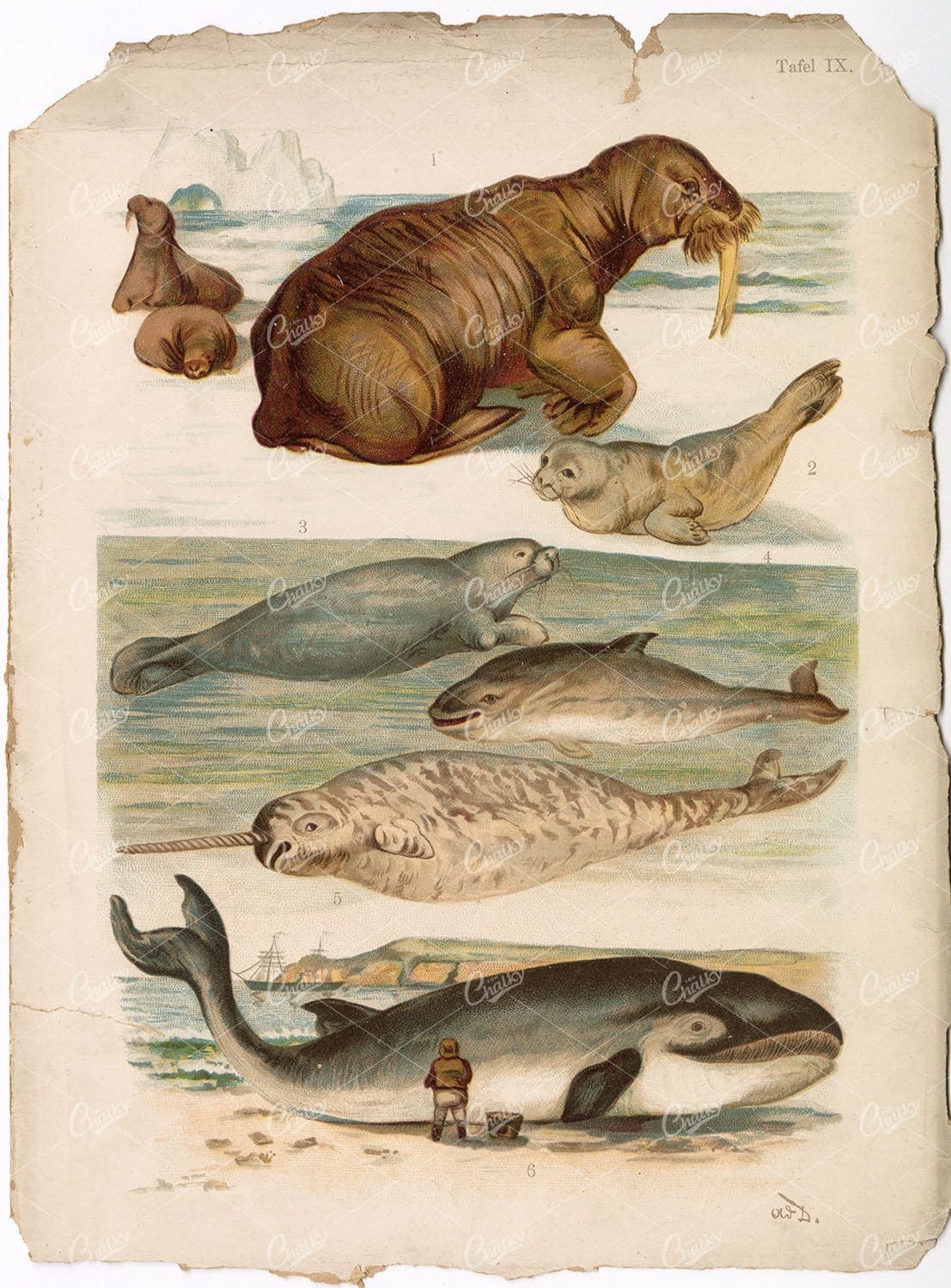 Marine Mammal Vintage Stock Art - Whale, Seal, Walrus, Late 1800s