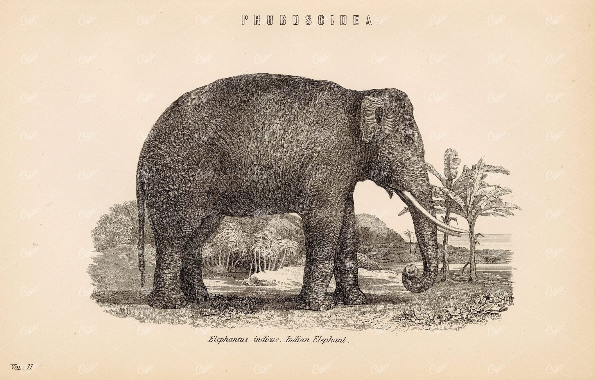 INDIAN Elephant, Elephantus Indicus, Proboscidea. 1880 Stock Image - Animals - Century Library