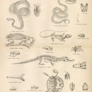 REPTILES, Various Skeletons. Snake, Iguana, Lizard, Alligator. 1880 Stock Image - Animals - Century Library