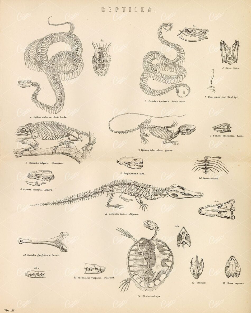 REPTILES, Various Skeletons. Snake, Iguana, Lizard, Alligator. 1880 Stock Image - Animals - Century Library