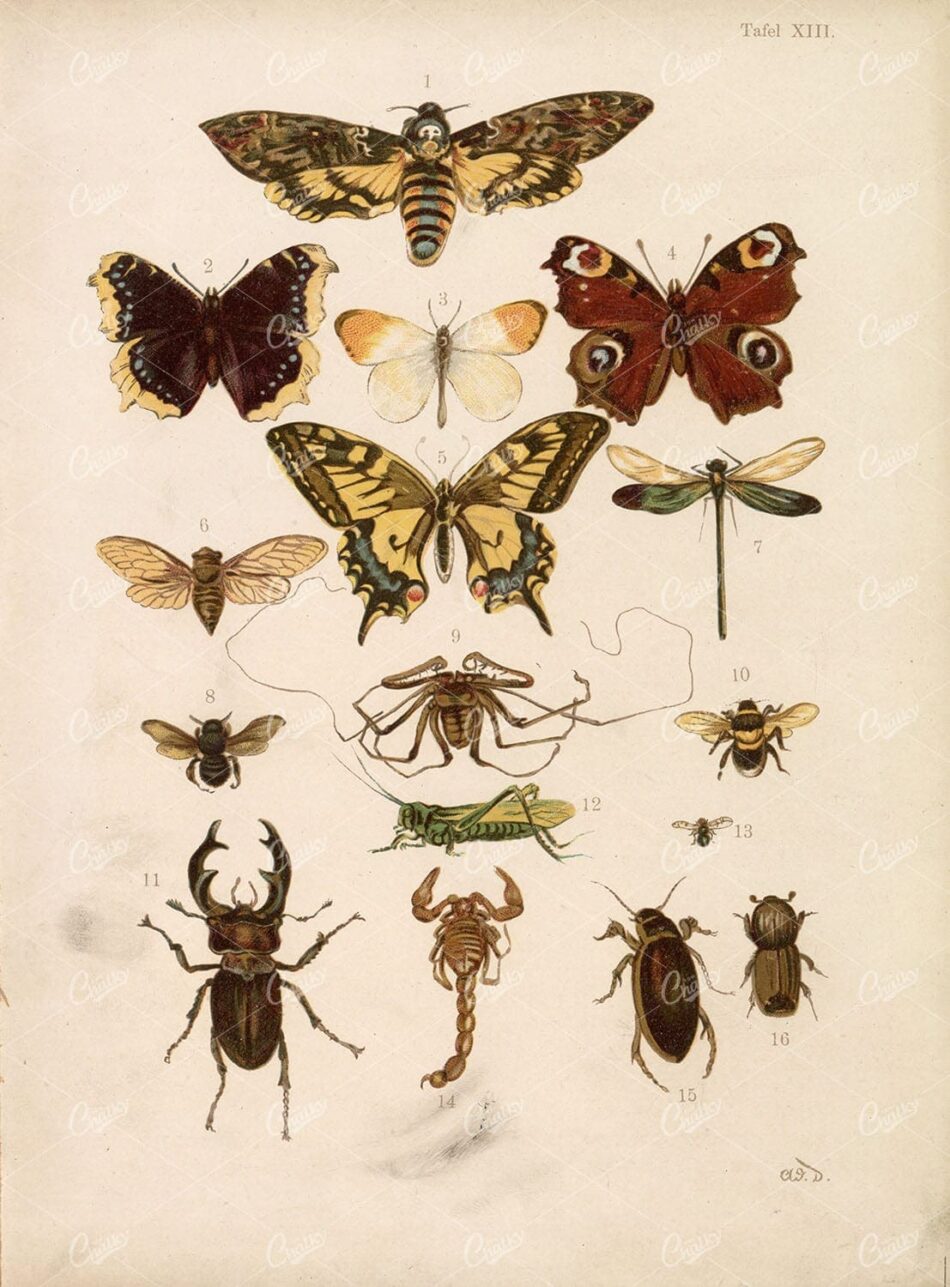Insect Vintage Art - Moth, Butterfly, Scorpion, Bee. Late 1800s