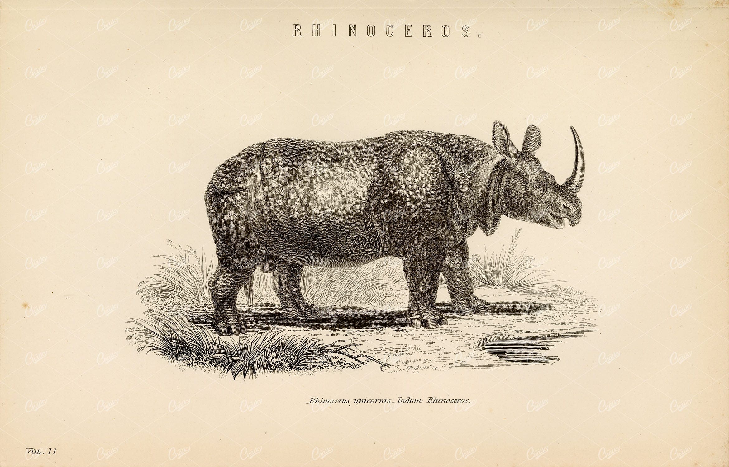 RHINOCEROS, Indian Rhino. Rhinocerus Unicornis, 1880 Stock Image - Animals - Century Library