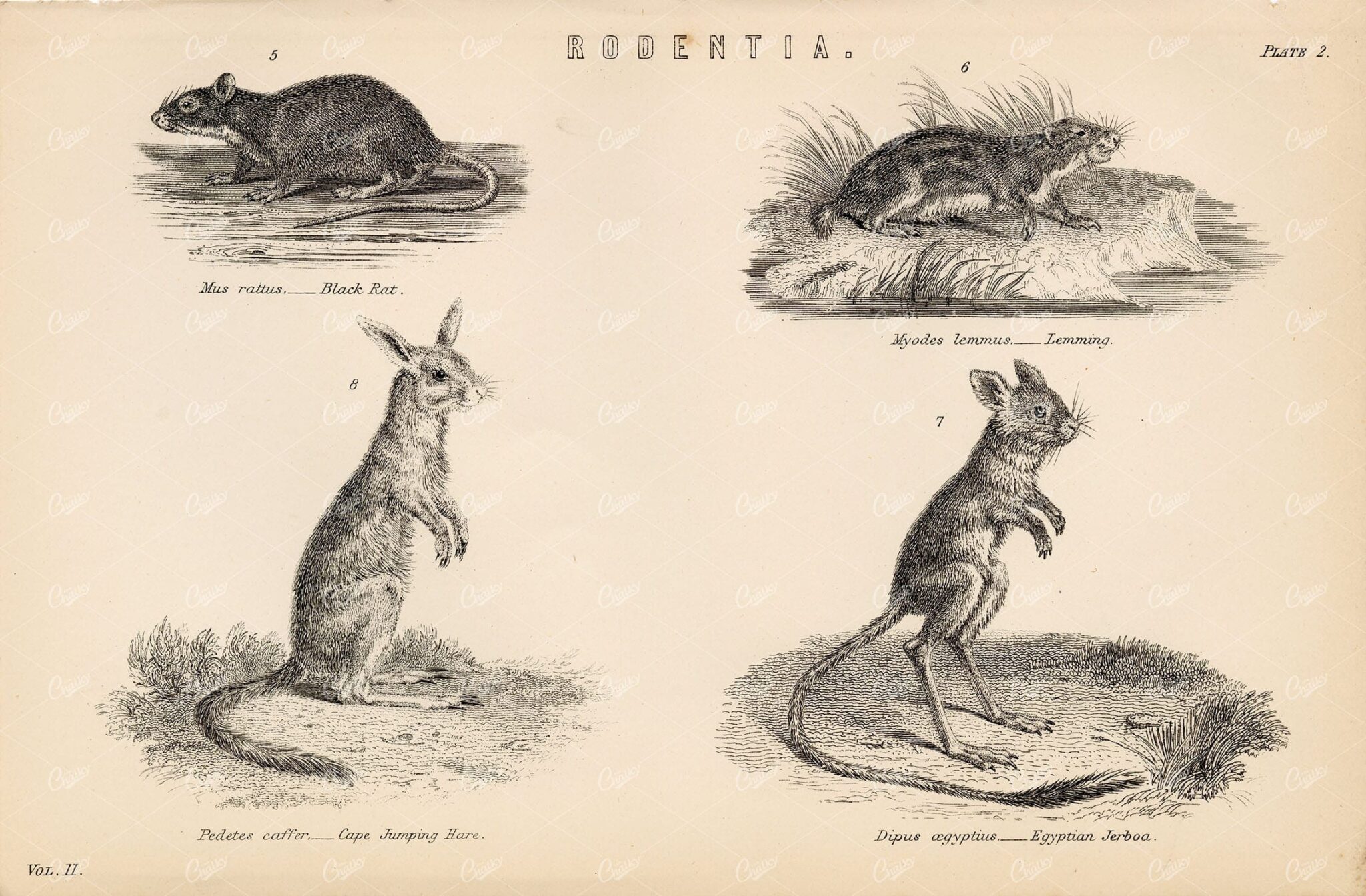 MAMMALS, Rodentia. Black Rat, Hare, Lemming, Jerboa. 1880 Stock Image - Animals - Century Library