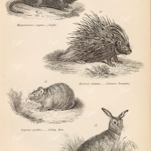 RODENTIA, Coypu, Porcupine, Hare. William Mackenzie 1880 - Animals - Century Library