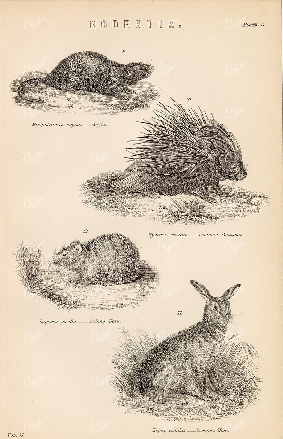 RODENTIA, Coypu, Porcupine, Hare. William Mackenzie 1880 - Animals - Century Library
