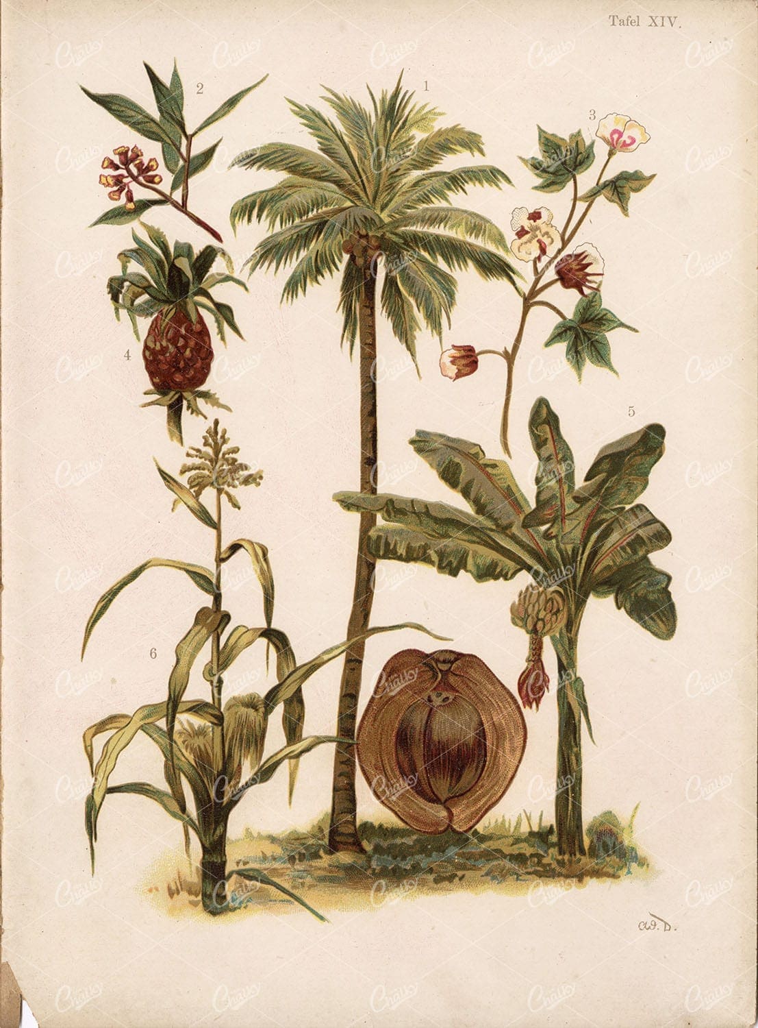 TREES Vintage Stock Image - Palm, Banana Tree. Late 1800s