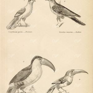 BIRDS Scansores, Touraco, Cuckoo, Toucan, Aracari. 1880 Stock Image - Animals - Century Library