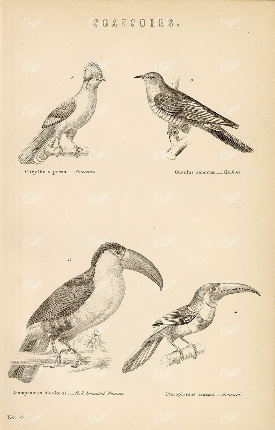 BIRDS Scansores, Touraco, Cuckoo, Toucan, Aracari. 1880 Stock Image - Animals - Century Library