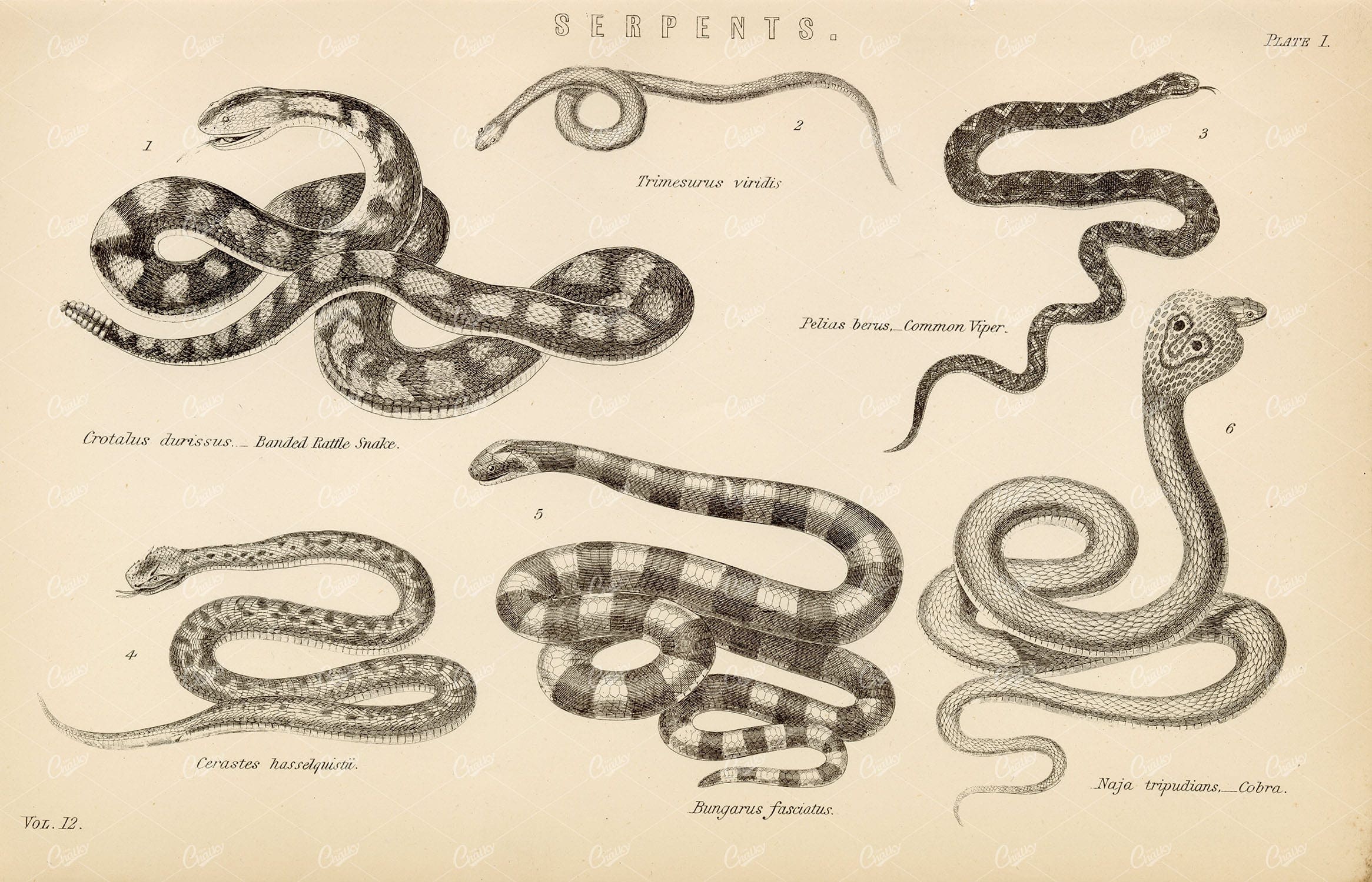 REPTILES Antique Serpents Stock Image. William Mackenzie 1880 - Animals - Century Library