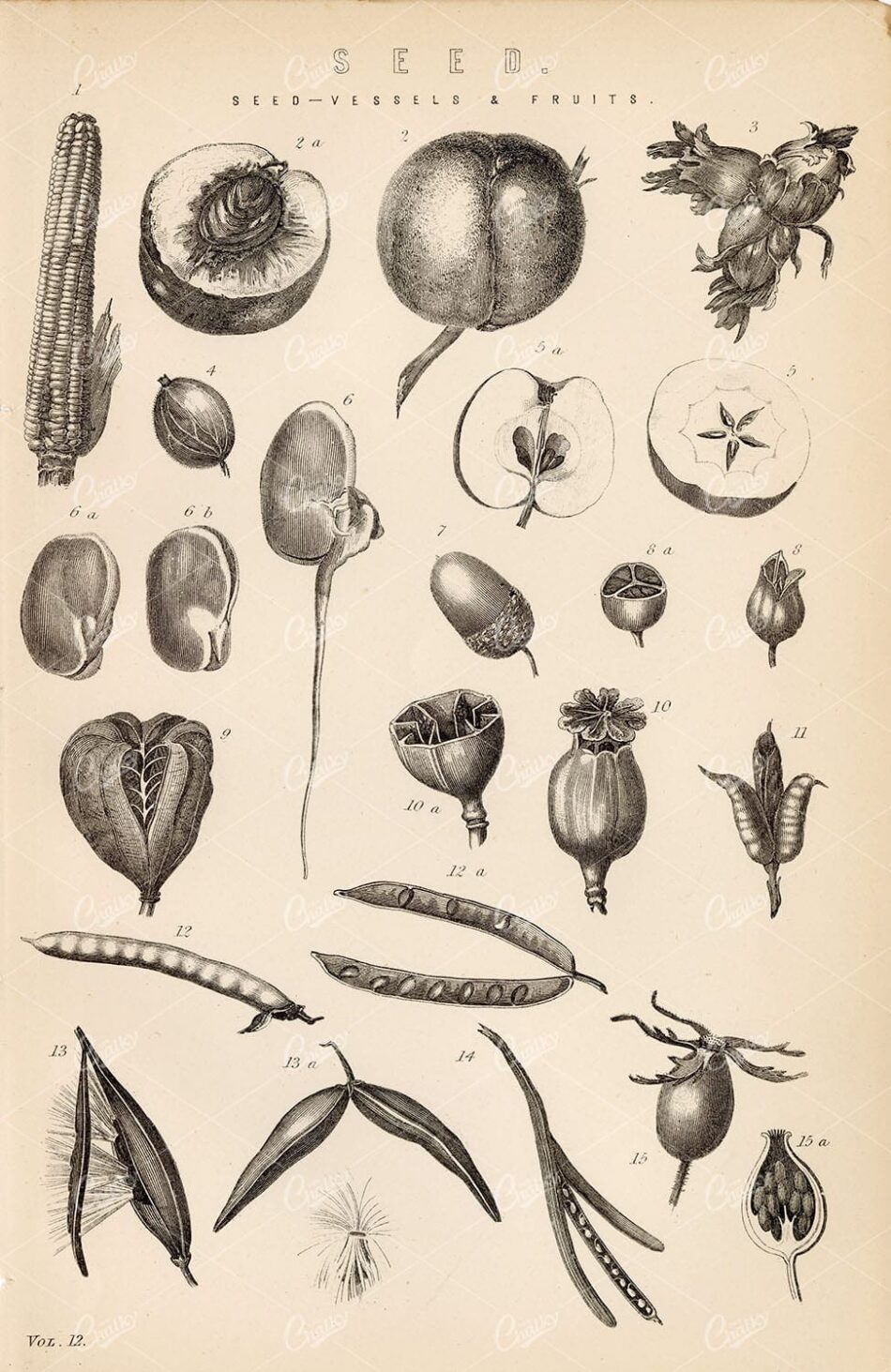 BOTANY Seed-Vessels and Fruits. 1880 Antique Stock Image - Botanical - Century Library