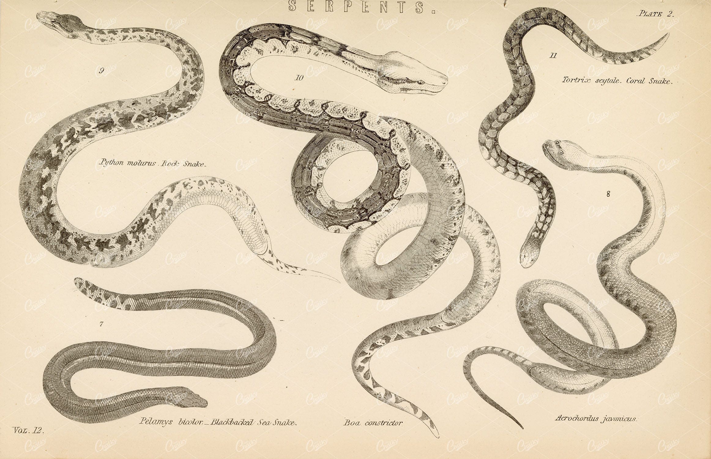 REPTILES Antique Serpents Stock Image. 1880 Encyclopaedia Plate - Animals - Century Library