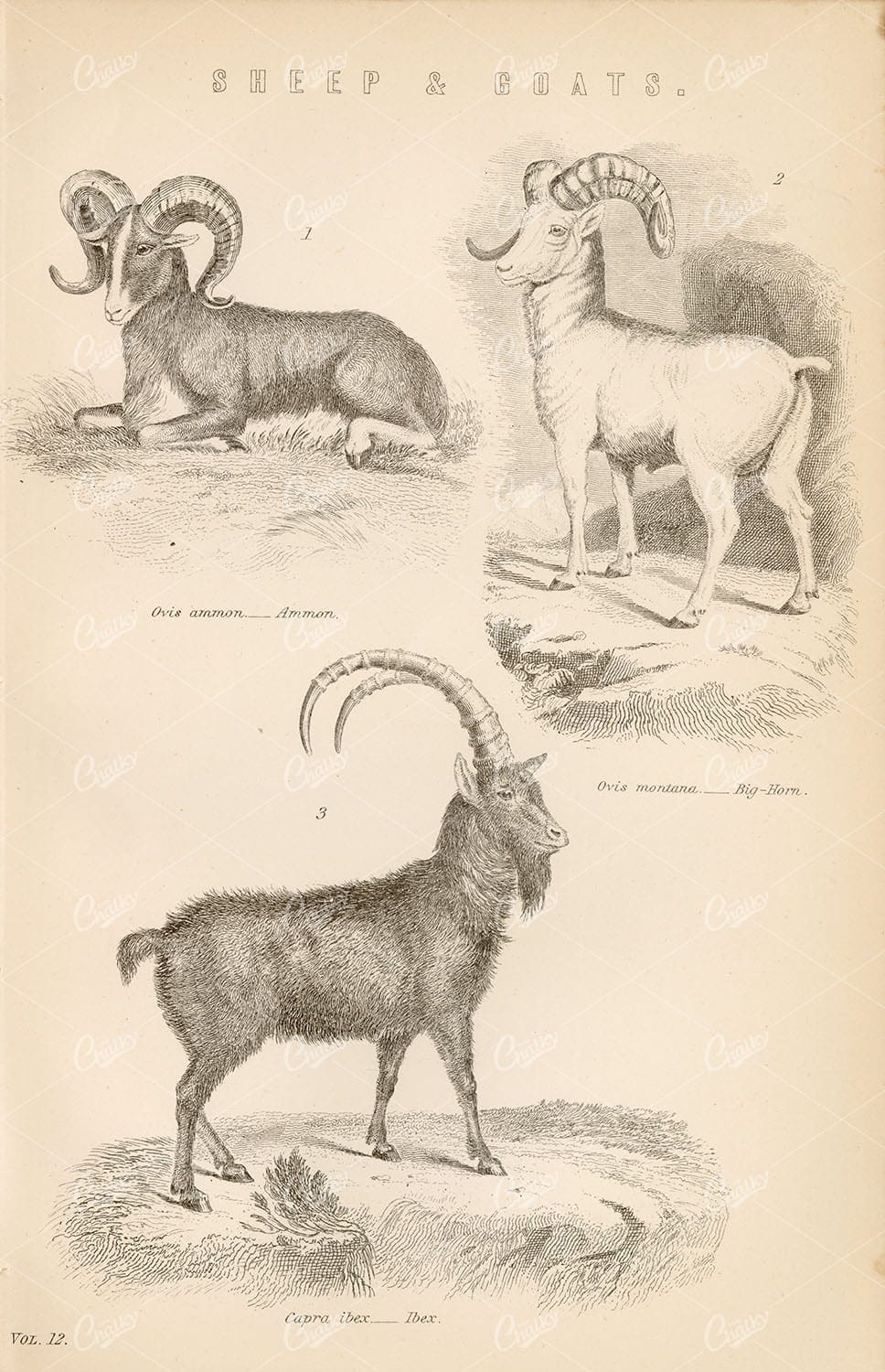 SHEEP & Goats Ammon, Big-Horn, Ibex. 1880 Encyclopaedia Plate - Animals - Century Library