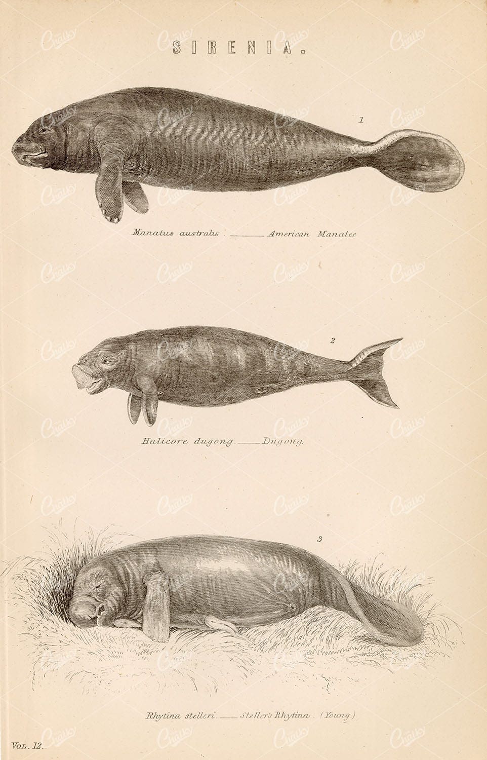 MAMMALS Sirenia, American Manatee, Dugong, Steller's Rhytina - Animals - Century Library