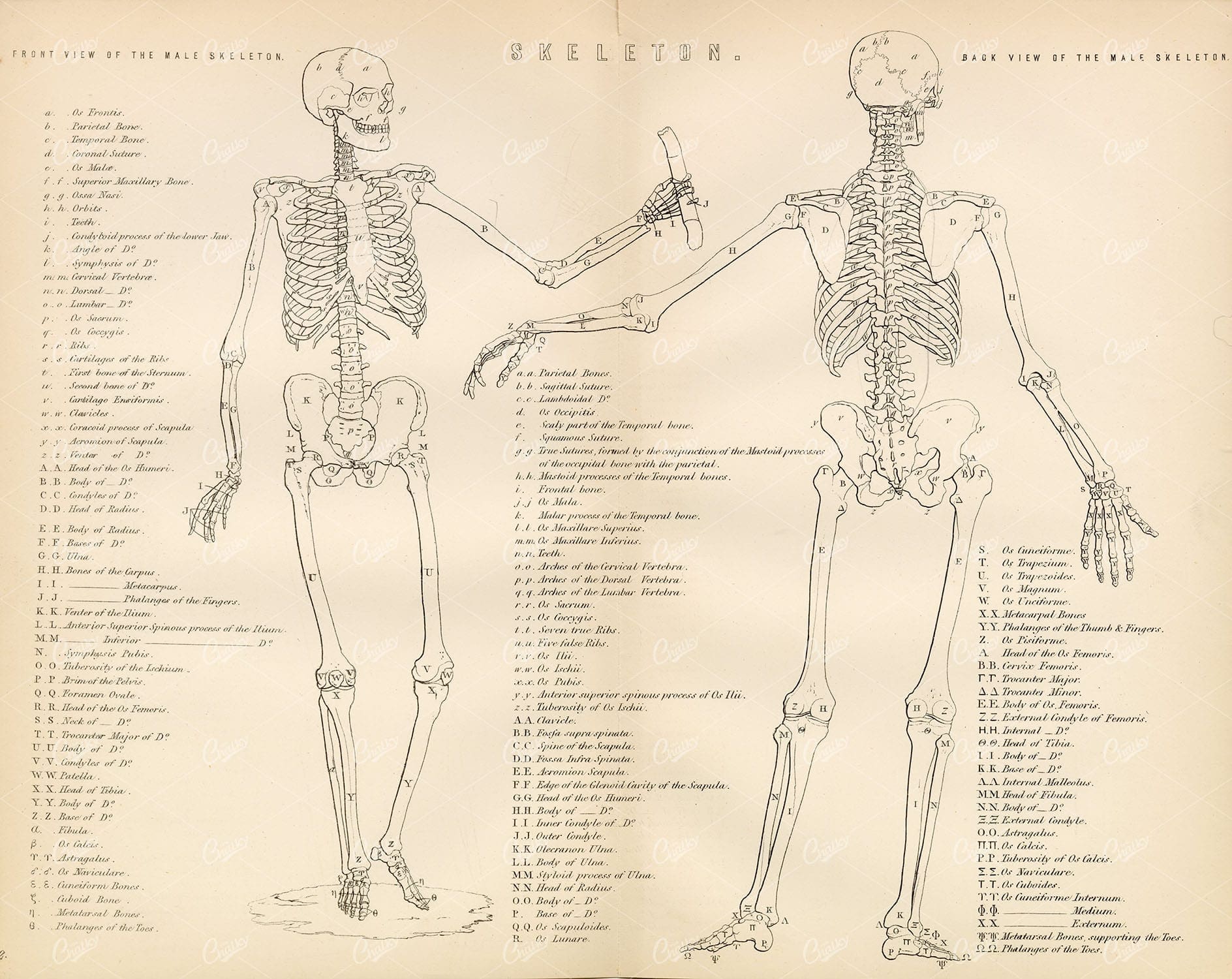 HUMAN Skeleton Front and Back View. 1880 Antique Plate - Anatomy - Century Library