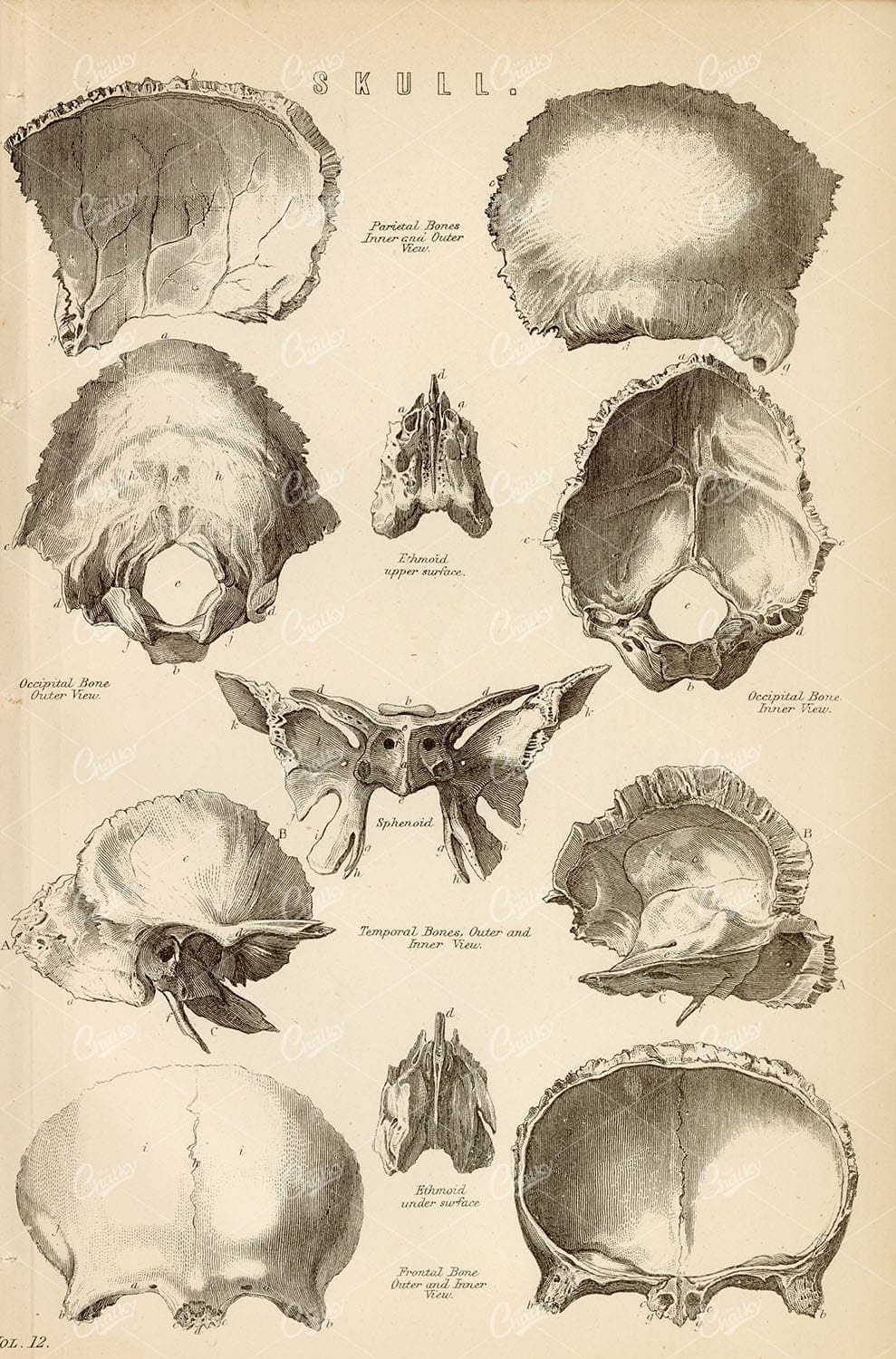 HUMAN Skeleton Pieces of the Skull. Occipital, Frontal, Parietal Bones. - Anatomy - Century Library