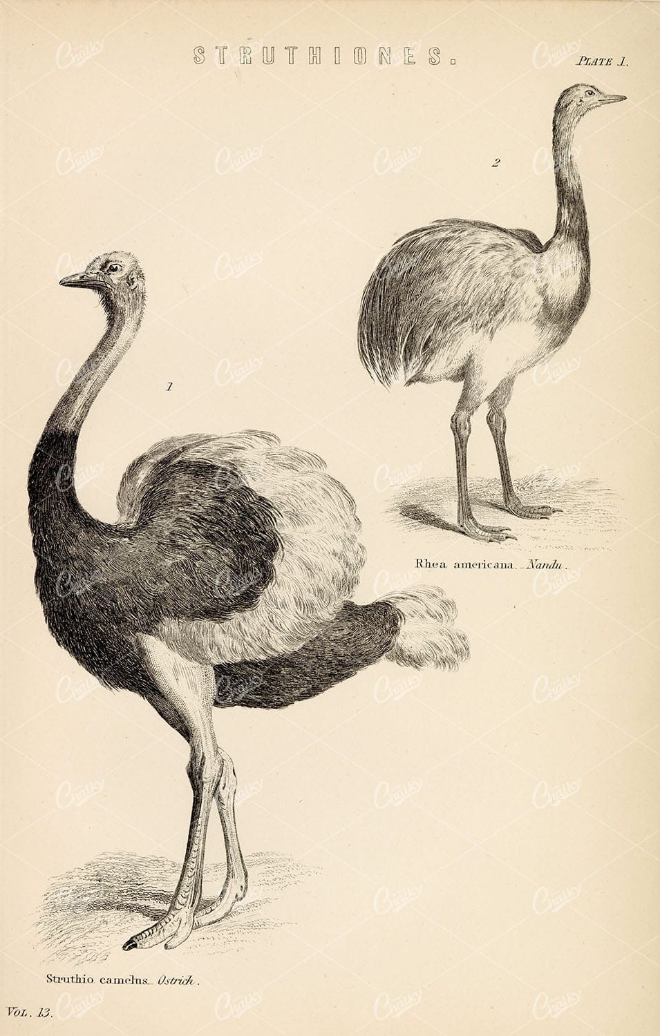 STRUTHIONES Ostrich, American Rhea. Antique 1880 Stock Image - Animals - Century Library