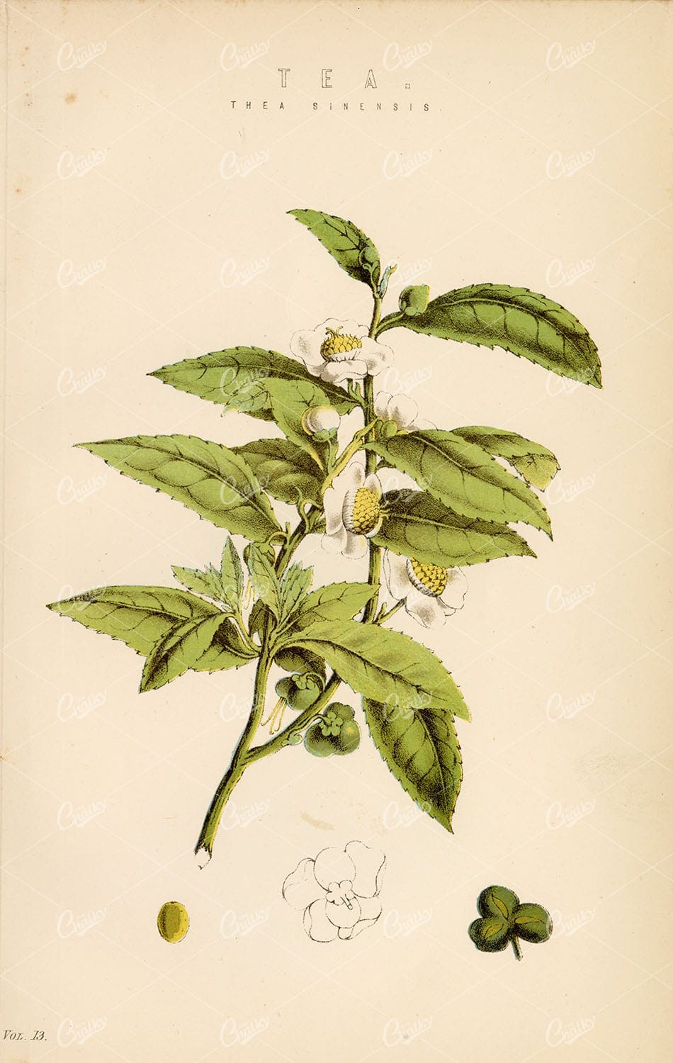 BOTANY Tea Plant (Thea Sinensis) Antique 1880 Stock Image - Botanical - Century Library