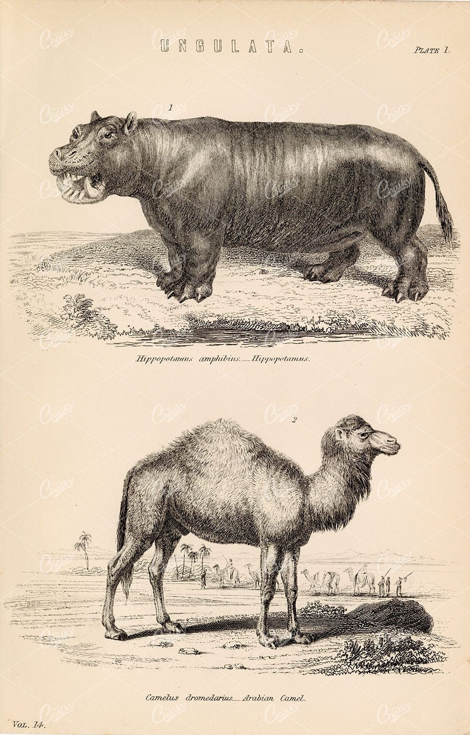 UNGULATA Hippopotamus, Arabian Camal. Antique Mammal Stock Image - Animals - Century Library