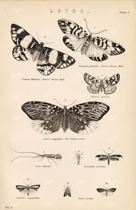 INSECTS Moths. Marians White's, Charles Horn, Painters Pallet. 1880 Art
