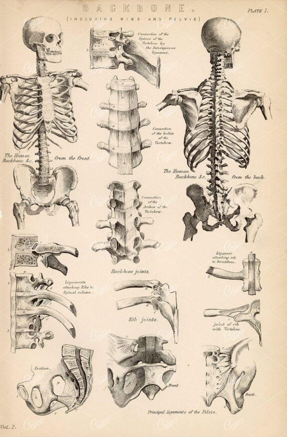 SKELETON Backbone (Including Ribs and Pelvis), Antique Artwork