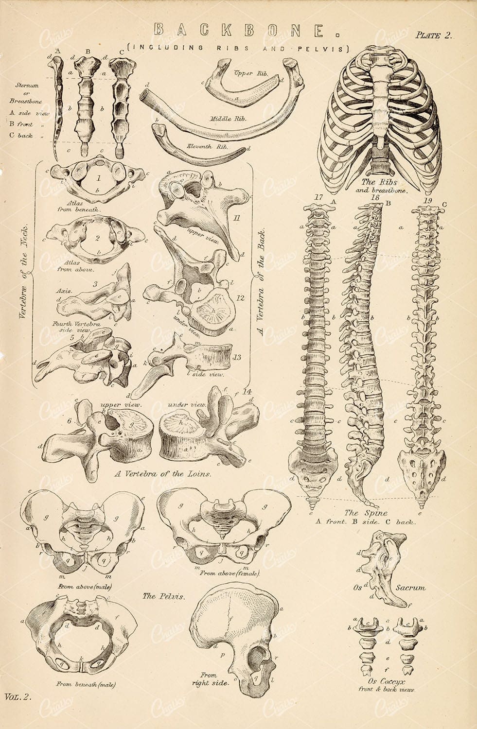 ANATOMY Backbone Skeleton (Including Ribs and Pelvis), Antique Artwork