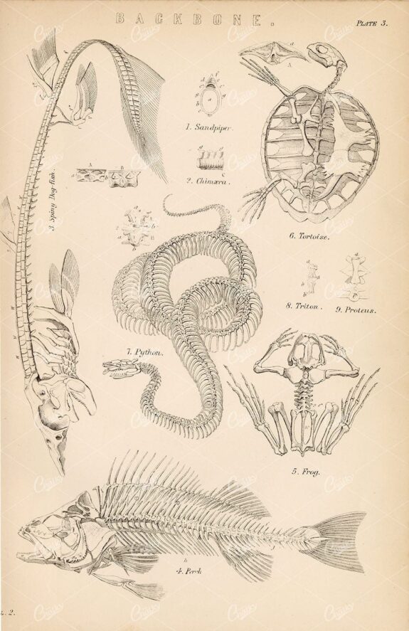 ANIMAL Anatomy, Various Skeletons. Python, Tortoise, Frog, 1880 Artwork