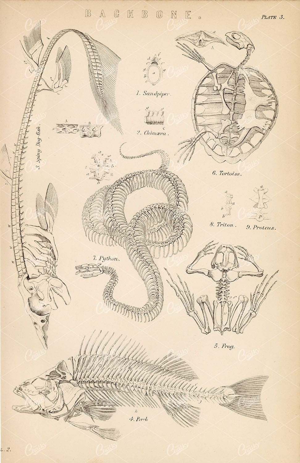 ANIMAL Anatomy, Various Skeletons. Python, Tortoise, Frog, 1880 Artwork