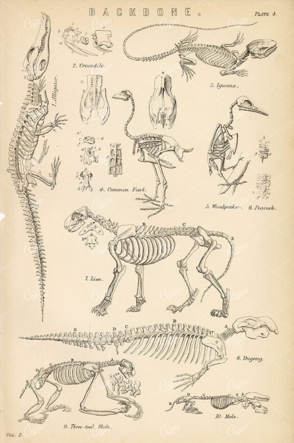ANIMAL Anatomy, Various Skeletons. Crocodile, Iguana, Lion. Antique Art