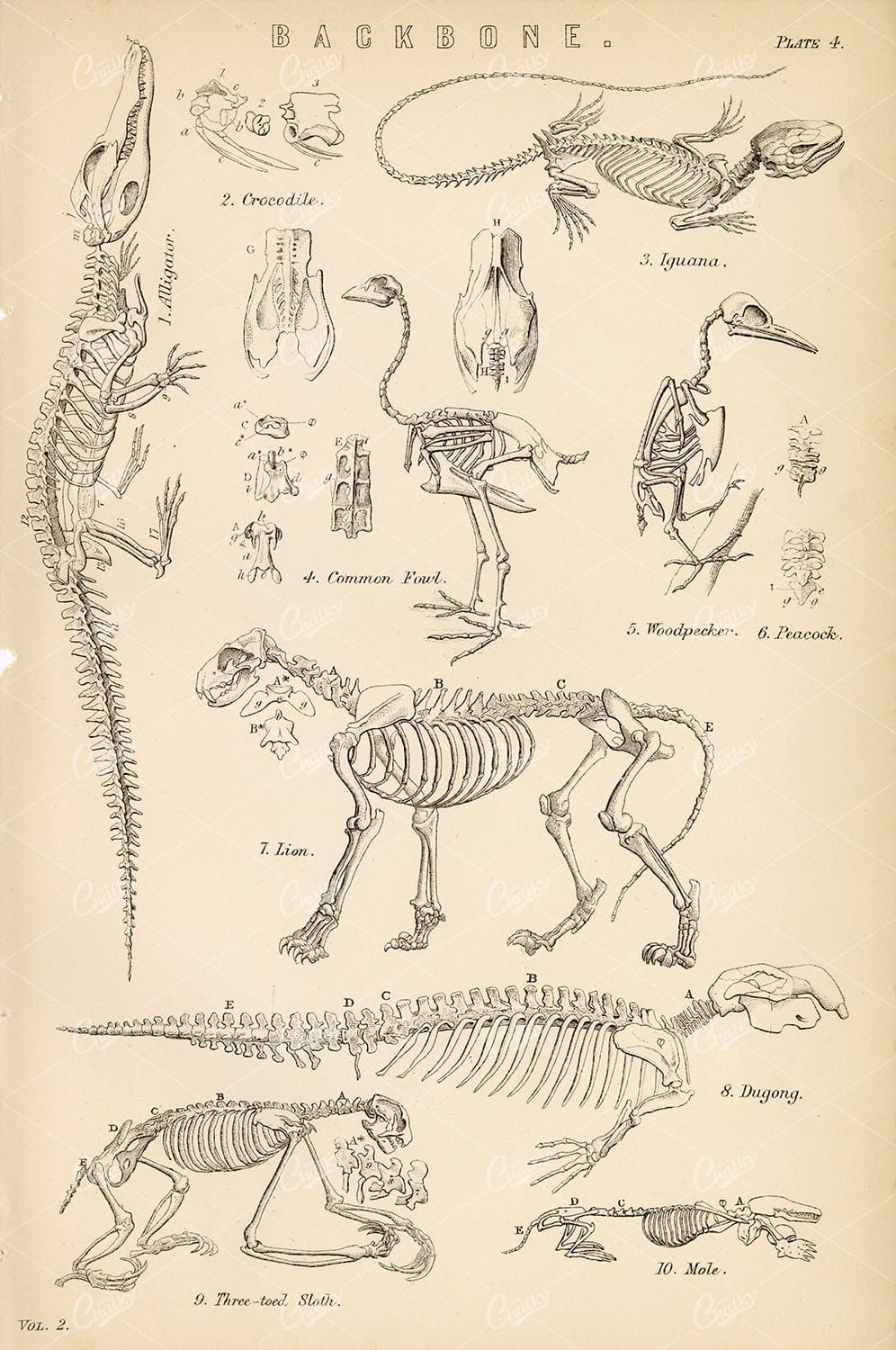 ANIMAL Anatomy, Various Skeletons. Crocodile, Iguana, Lion. Antique Art