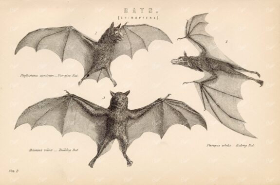 BATS (Chiroptera), Vampire, Bulldog, Kalong Bat. Antique 1880's Print