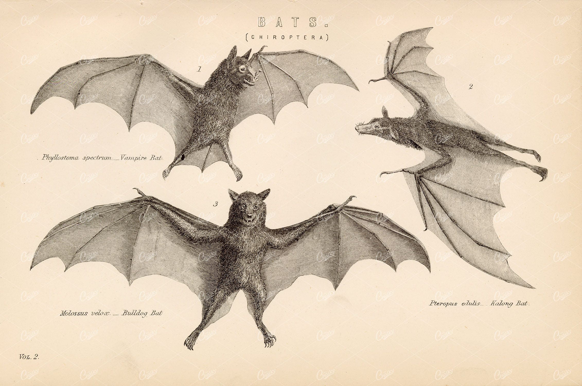 BATS (Chiroptera), Vampire, Bulldog, Kalong Bat. Antique 1880's Print