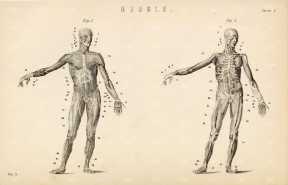 ANATOMY Human Body Muscles. Antique 1880 Print