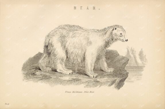 BEAR - Ursus Maritimus, Polar Bear. Antique 1880's Encyclopaedia Plate
