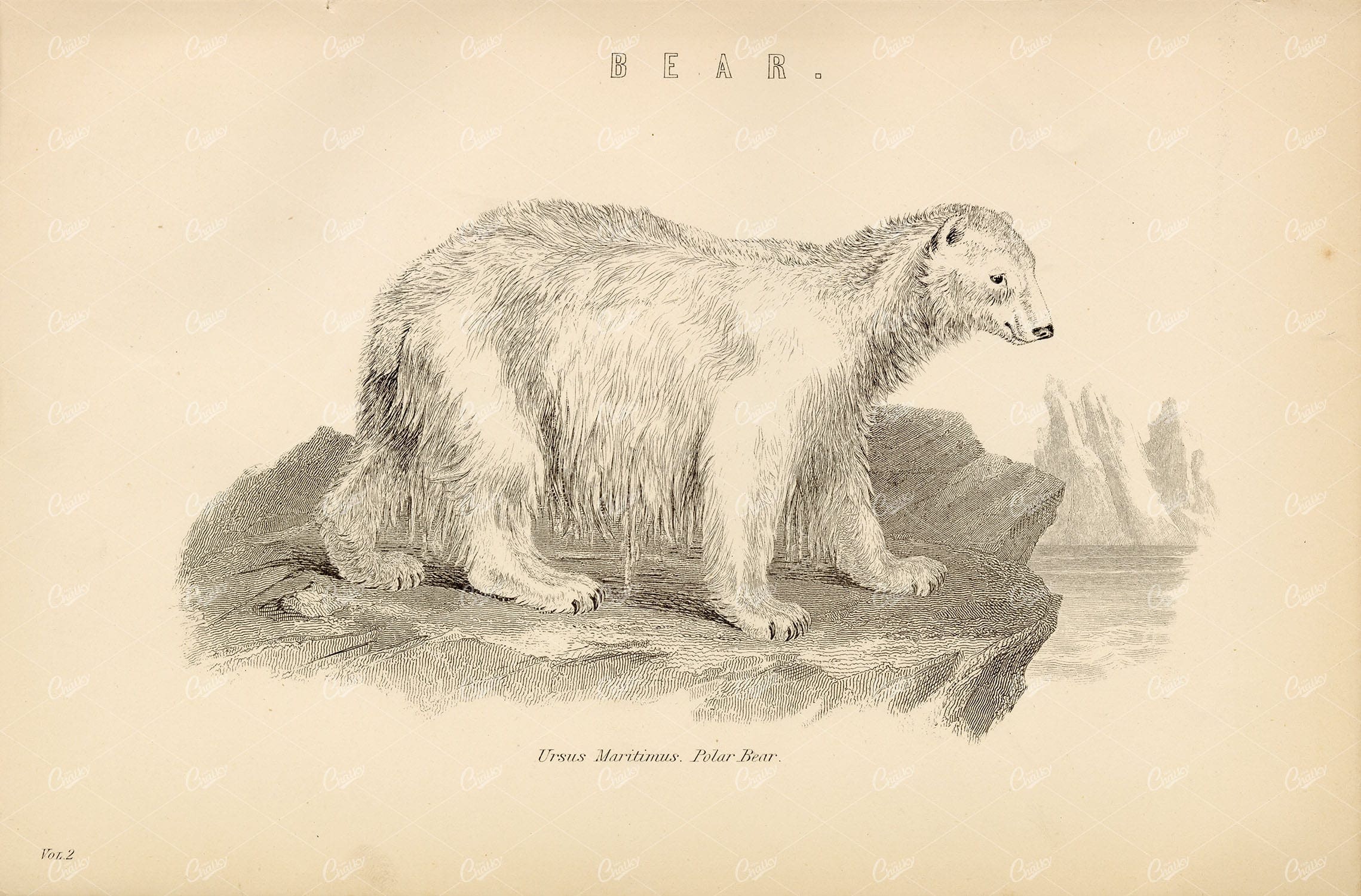 BEAR - Ursus Maritimus, Polar Bear. Antique 1880's Encyclopaedia Plate