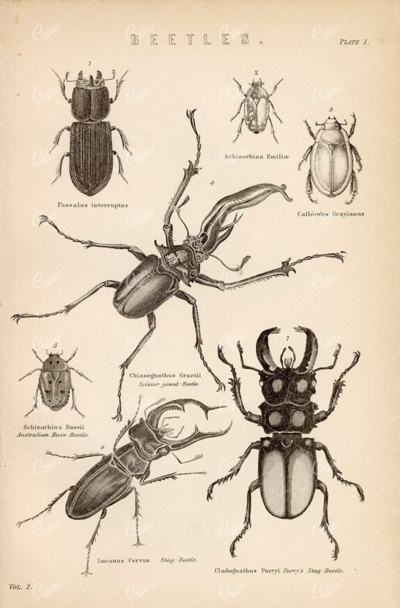 INSECTS - Beetles. Antique 1880's Encyclopedia Plate