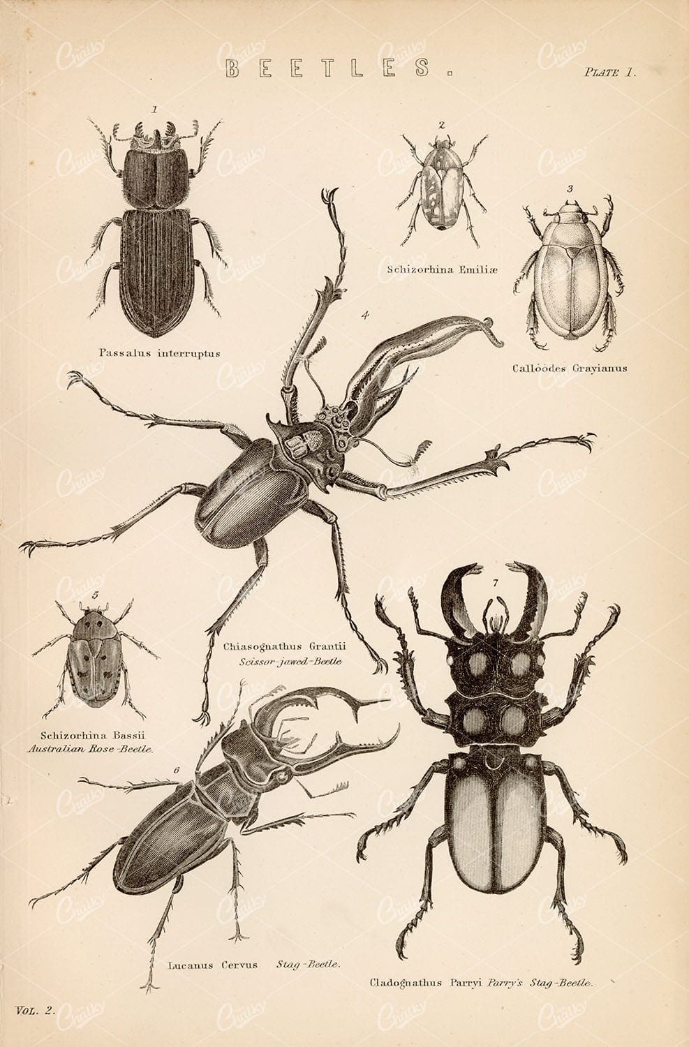 INSECTS - Beetles. Antique 1880's Encyclopedia Plate