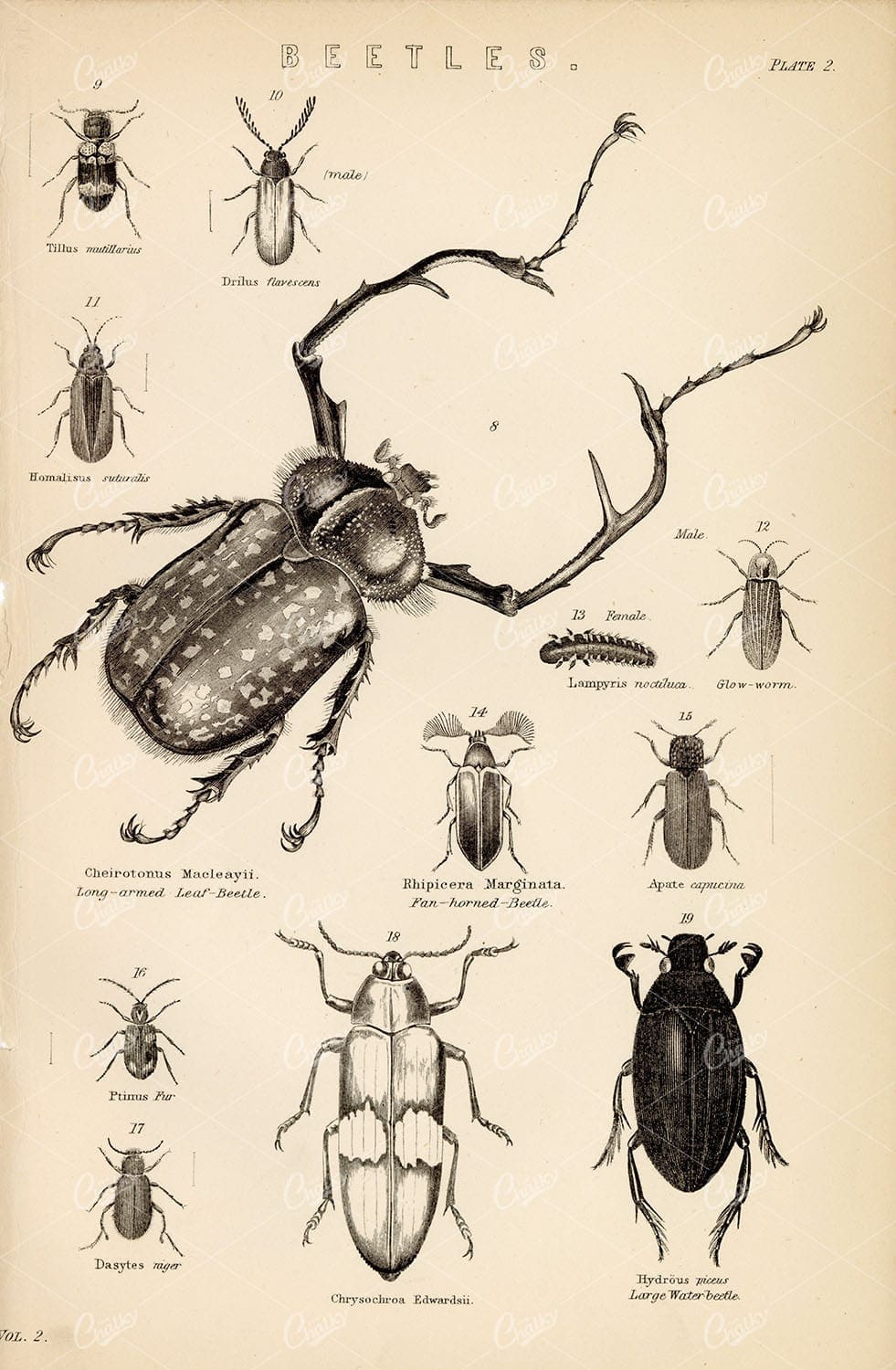 INSECTS - Beetles. Vintage 1880's Encyclopedia Illustrations