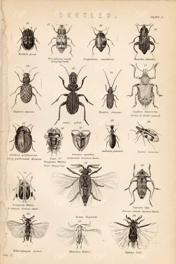INSECTS - Beetles, Vintage 1880's Artwork