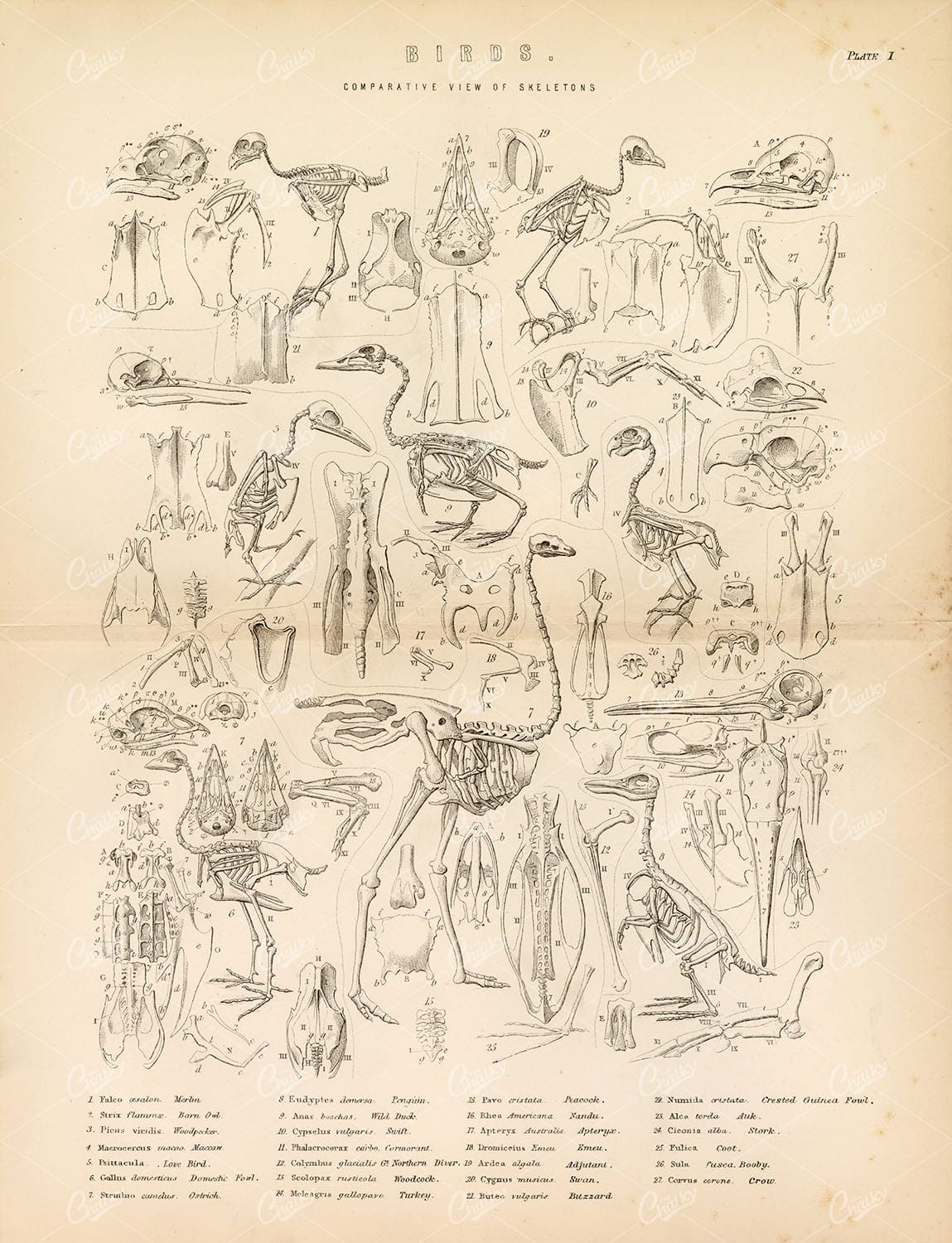 BIRDS - Comparative View of Skeletons - Detailed Antique 1880 Artwork