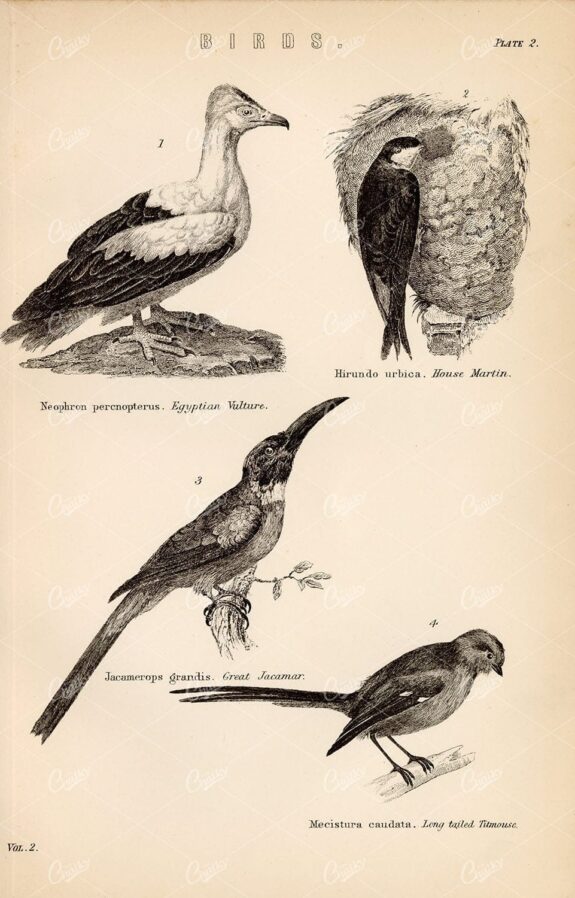 BIRDS - Egyptian Vulture, House Martin, Titmouse. Antique 1880 Print