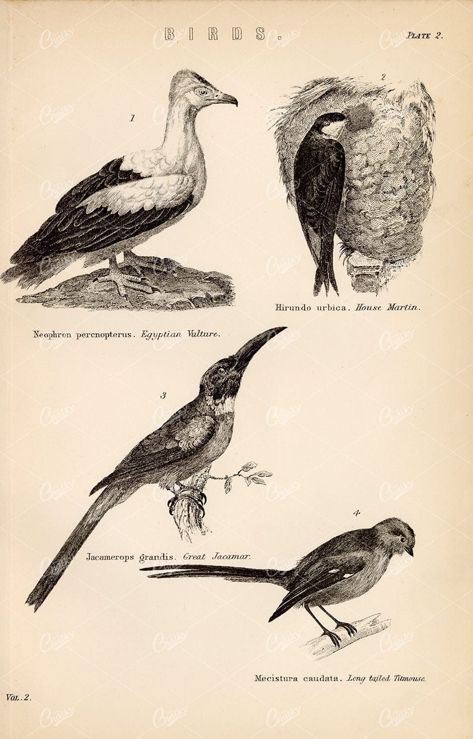 BIRDS - Egyptian Vulture, House Martin, Titmouse. Antique 1880 Print
